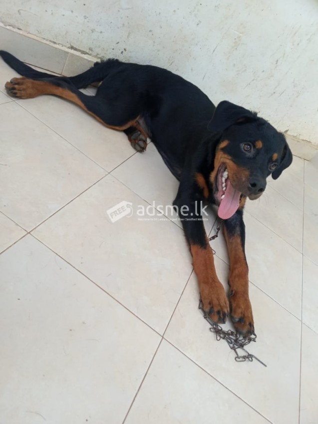 Rottweiler for sale