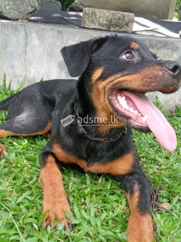 Rottweiler for sale