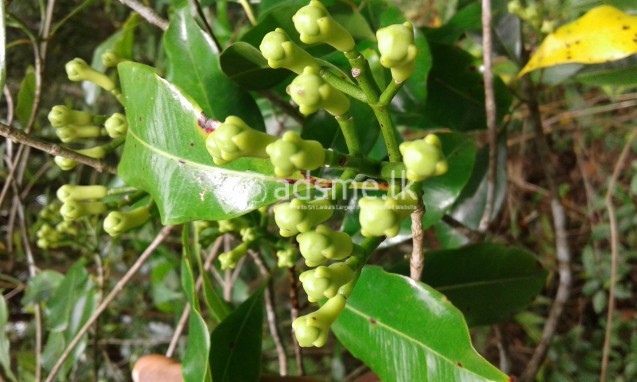 cloves land for lease