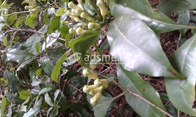 cloves land for lease