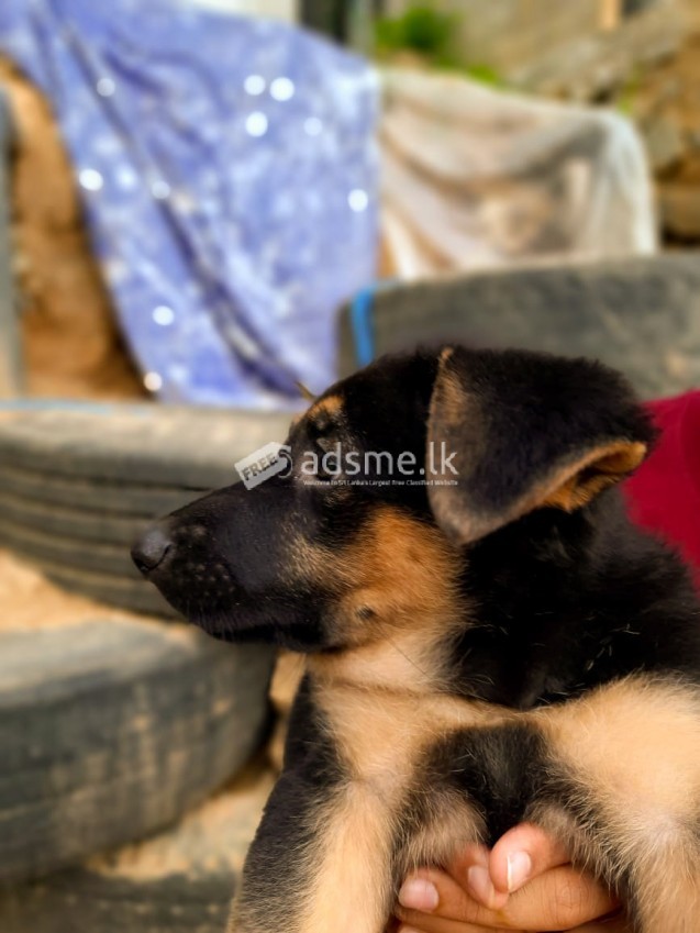 German shepherd puppie
