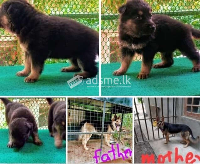 German shepherd puppie