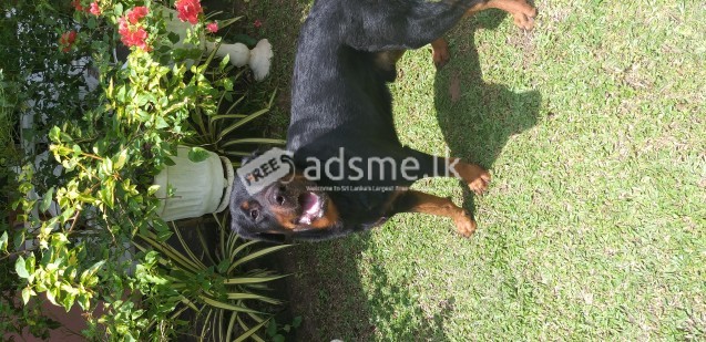 2.5 years Male Rottweiler