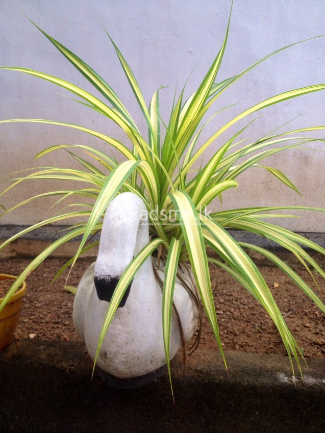 Plants for sale