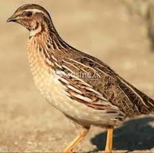 Quail Meat