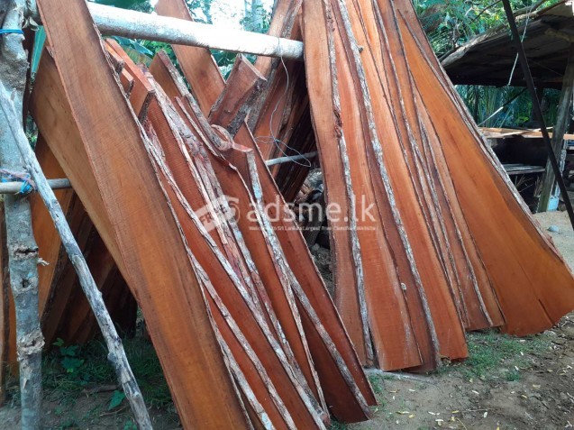 මහෝගනී ලී Mahogany Timber for sale