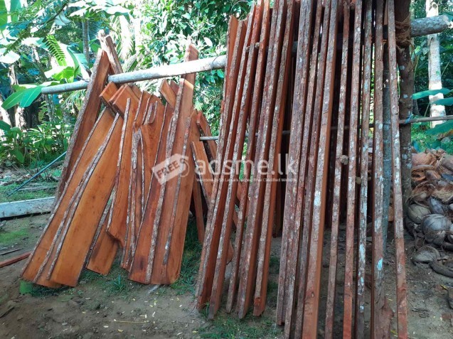 මහෝගනී ලී Mahogany Timber for sale