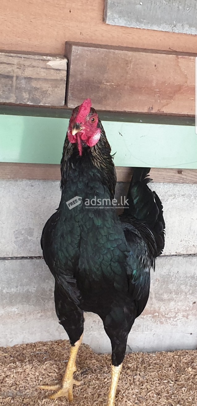 2 cocks for sale