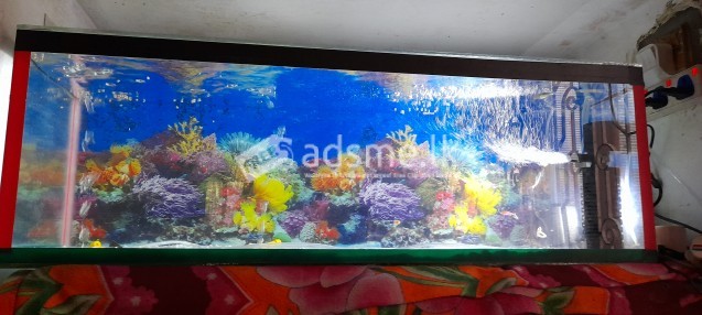 Fish tank