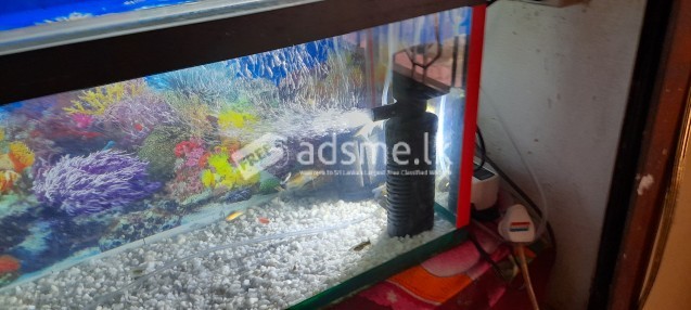 Fish tank