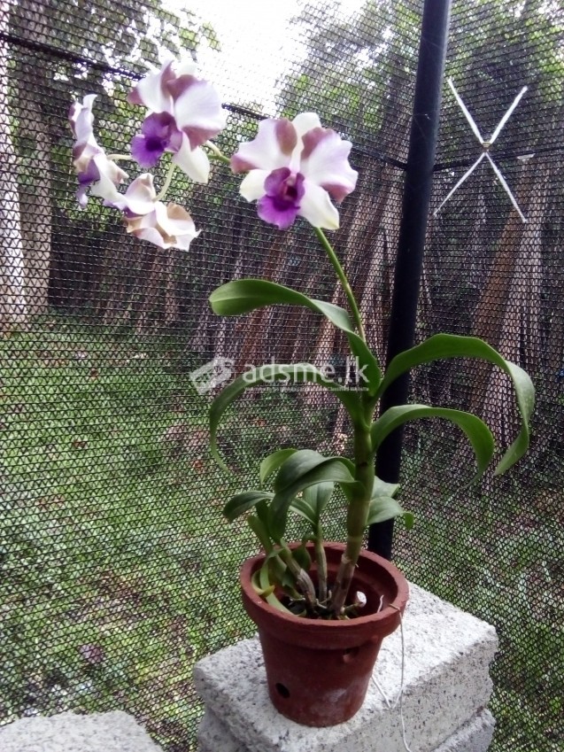 Orchid බඳුන් පැල විකිණීමට