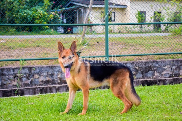 KASL Registered German Shepherd(Only for crossing)