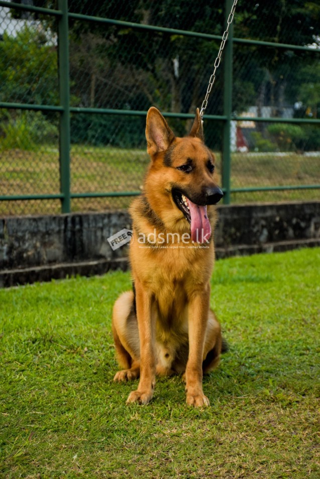 KASL Registered German Shepherd(Only for crossing)