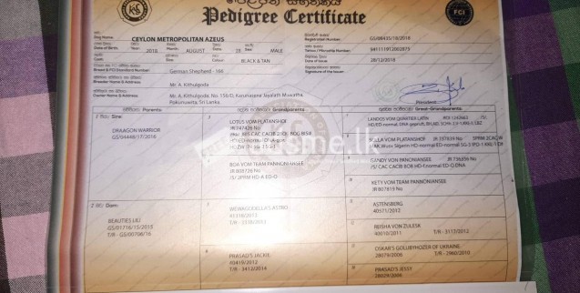 KASL Registered German Shepherd(Only for crossing)