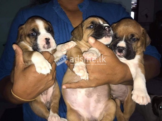 Boxer dog