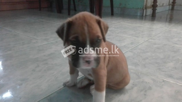 Boxer dog