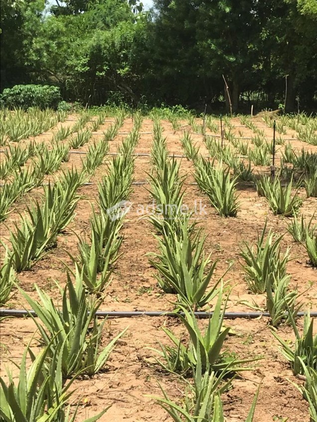 Land For Sale In Tangalle