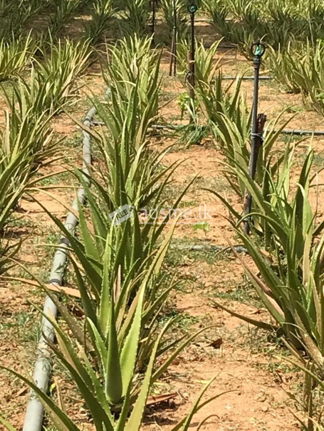 Land For Sale In Tangalle