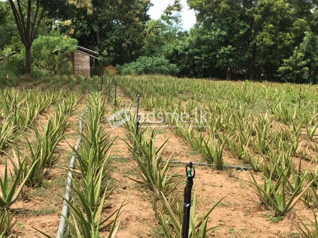 Land For Sale In Tangalle
