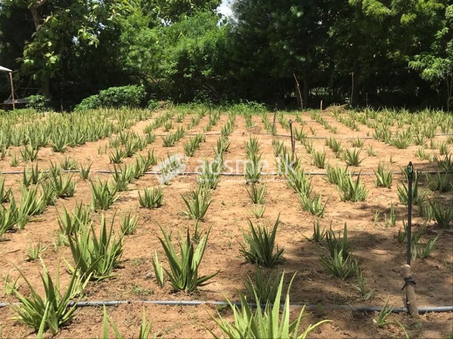 Land For Sale In Tangalle