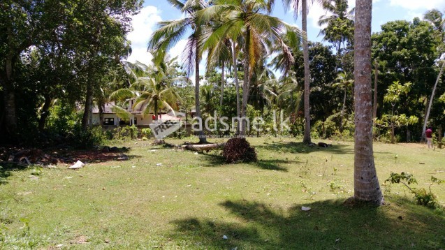 Urgent Land sale at Hikkaduwa surrounded by paddy fields. Ideal for residential or Villa.