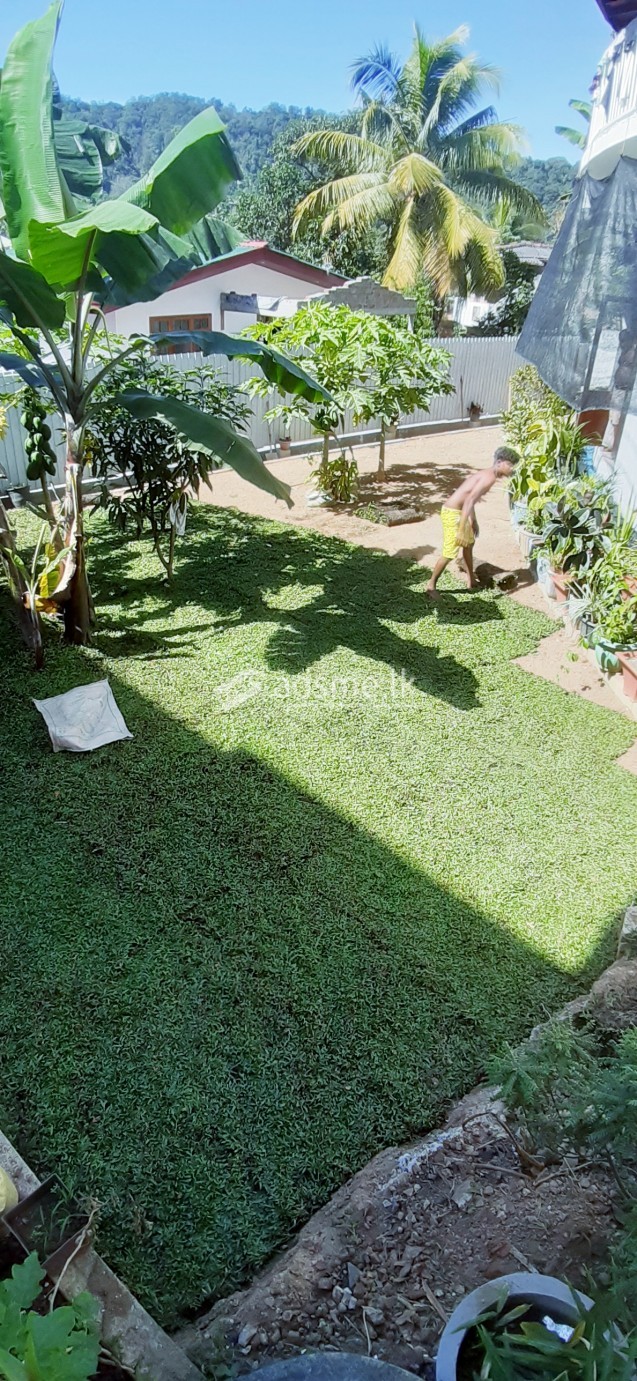 malaysian and Australian grass carpet