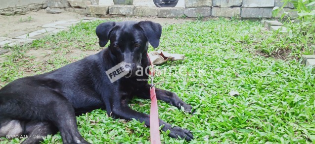Black labrador puppy for sale