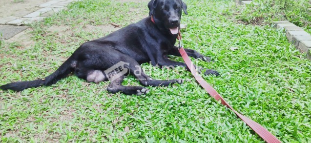 Black labrador puppy for sale