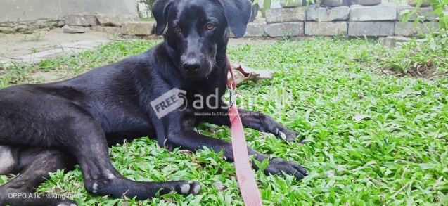 Black labrador puppy for sale