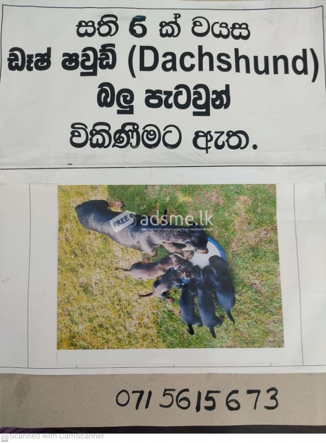 Dog