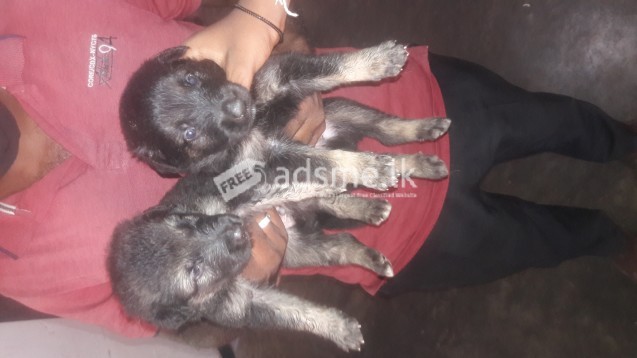 Lionshephered puppies for sale