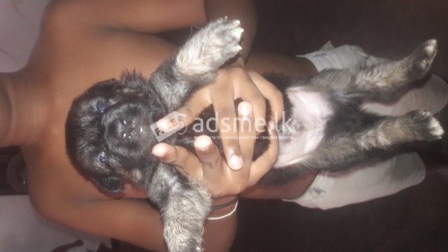 Lionshephered puppies for sale