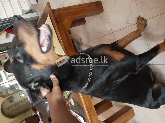 Doberman female