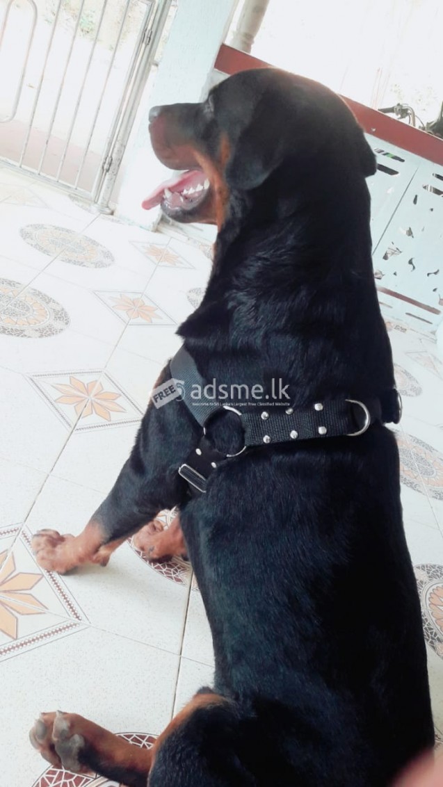 Rottweiler puppy