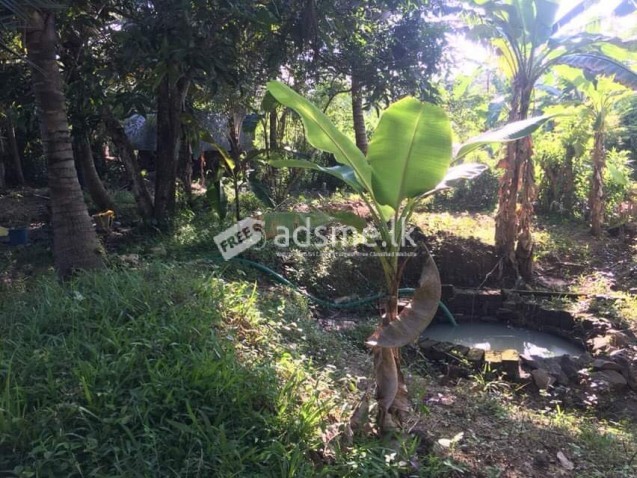 Land For Sale in Wadakada
