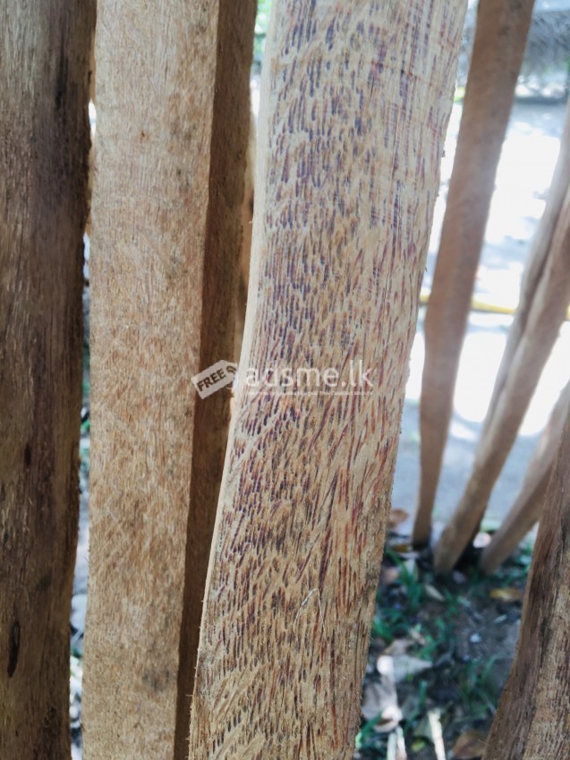 Coconut wood