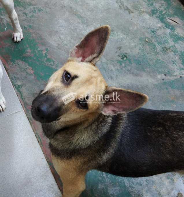 බලු පැටව් නොමිලේ