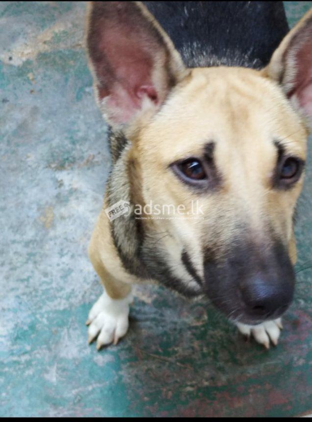 බලු පැටව් නොමිලේ