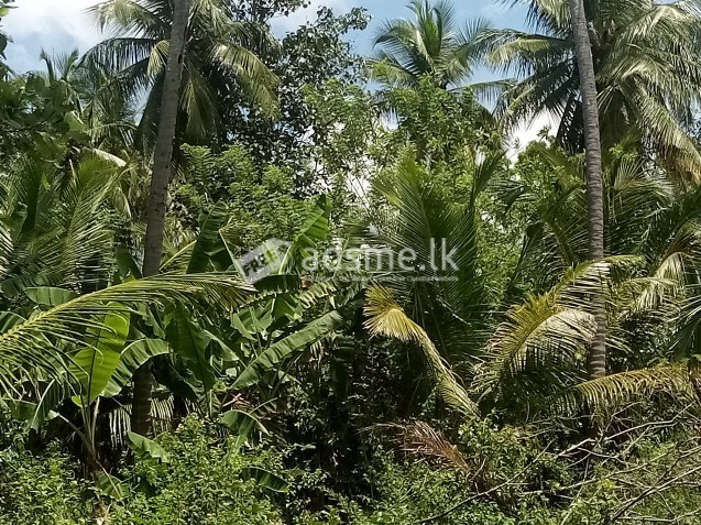 නිස්කලංක පරිසරයක වගා ඉඩම් අක්කර 3ක්