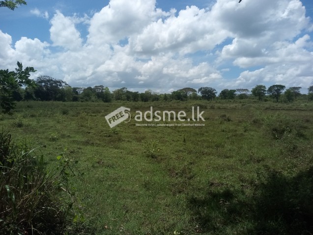 නිස්කලංක පරිසරයක වගා ඉඩම් අක්කර 3ක්