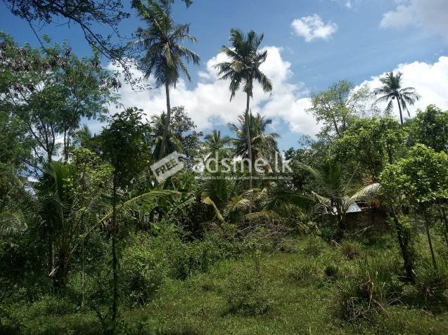 නිස්කලංක පරිසරයක වගා ඉඩම් අක්කර 3ක්