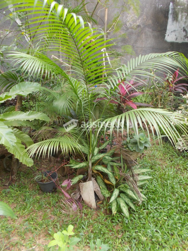 palm plants