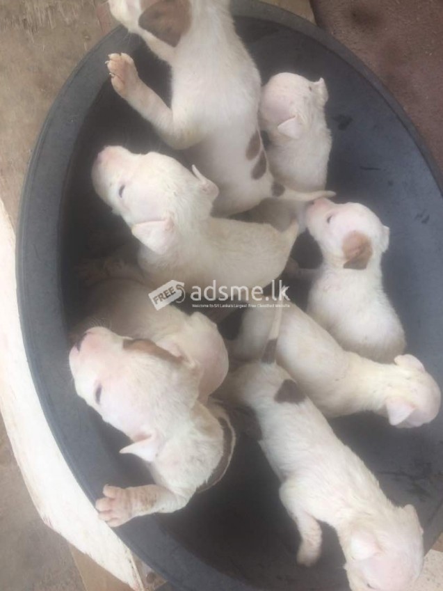 Pure PITBULL Dog/puppy For Sale At N50, 000 Contact: 08104035288