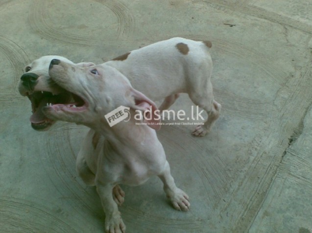 Pure PITBULL Dog/puppy For Sale At N50, 000 Contact: 08104035288
