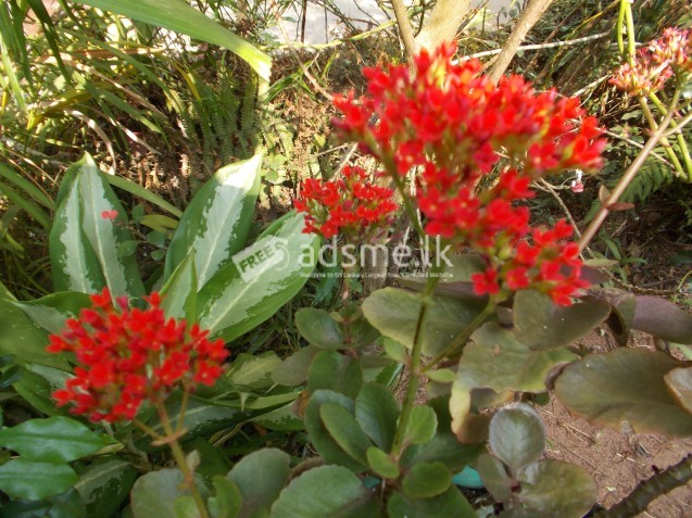 flower plants and bushes