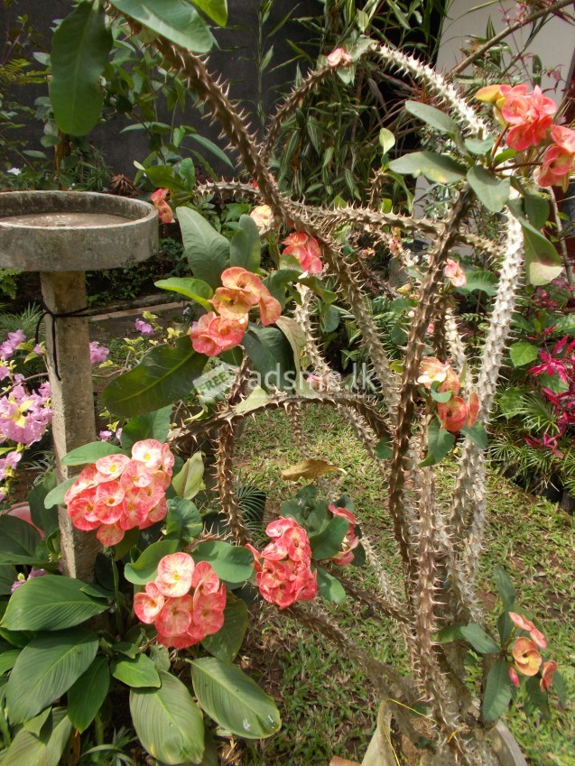 flower plants and bushes