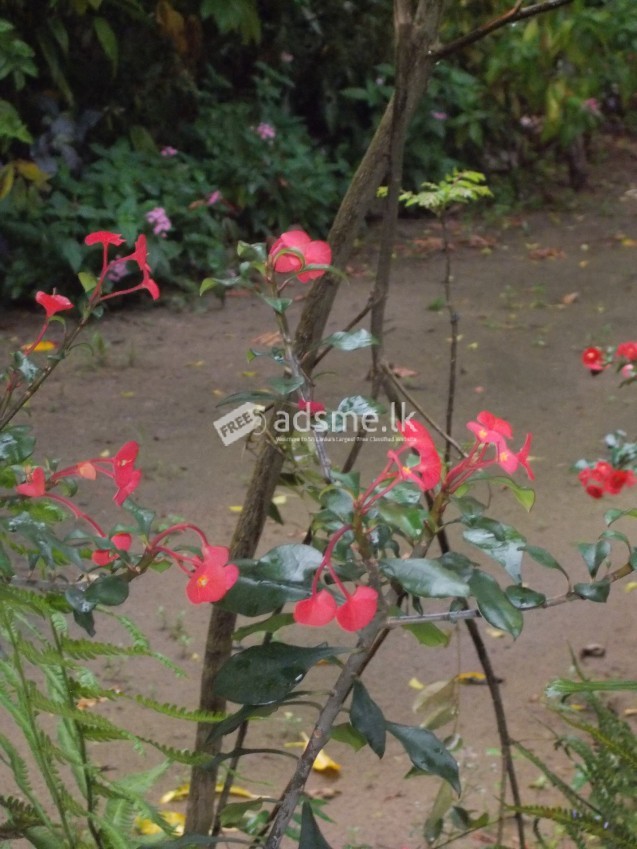 flower plants and bushes