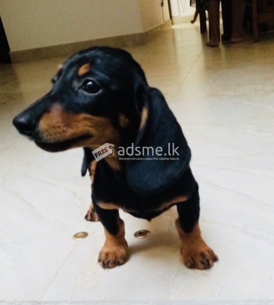 A Beautiful, Adorable and Cute Dachshund puppy  looking for his loving FOREVER  home