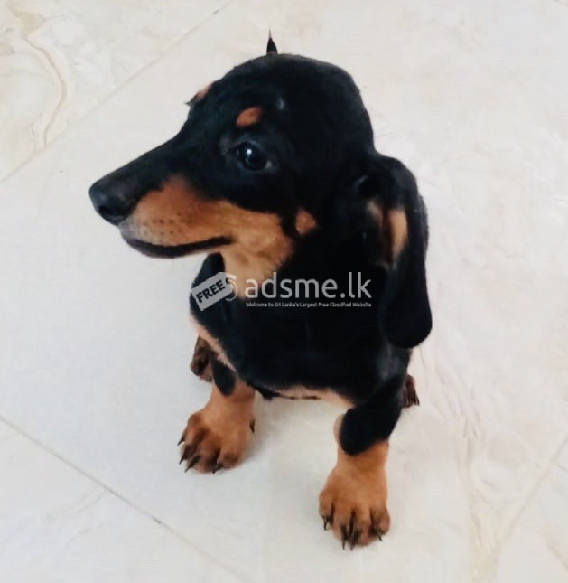 A Beautiful, Adorable and Cute Dachshund puppy  looking for his loving FOREVER  home
