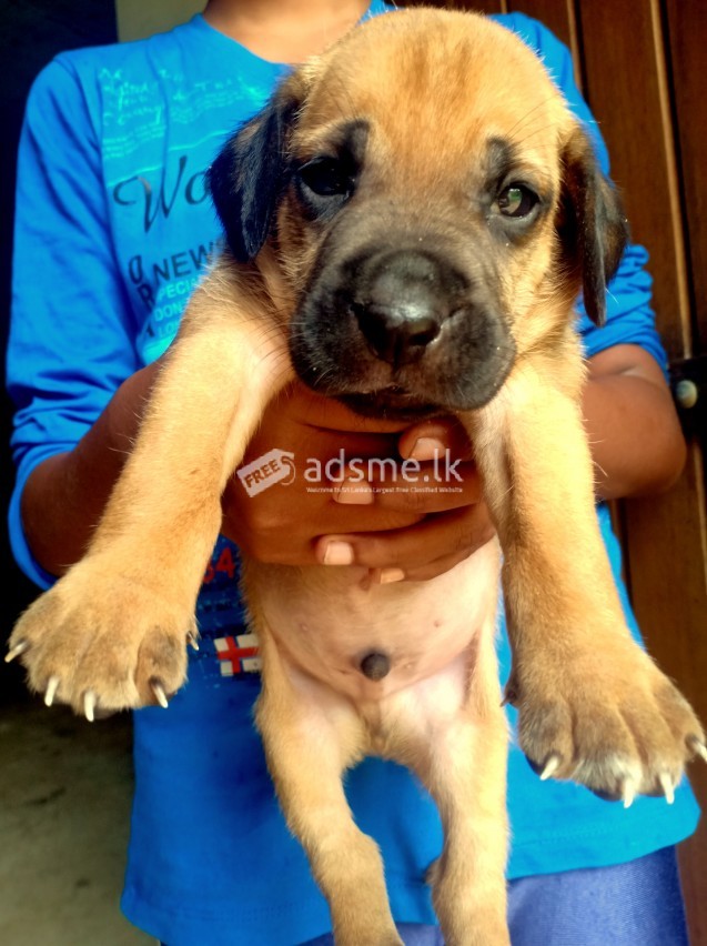 Rhodesian Ridgeback Puppies for sale